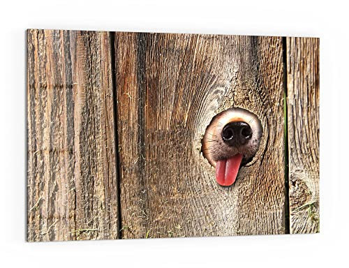 DEQORI Küchenrückwand Glas | Motiv Neugierige Hundeschnauze | 60x40 cm | Bad- oder Herd-Rückwand | Herdblende Spritzschutz für Küche & Badezimmer | moderne Deko für Fliesenspiegel