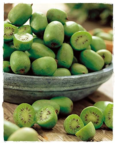 Plante de KIWI ARGUTA 'Issai' Plante autofertile - en pot Ø 14 cm - H 50 cm