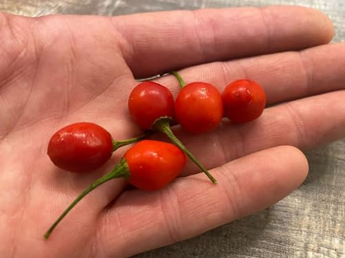 10x Aji Charapita Red Big Samen – Seltene Chili Rarität Chilisamen Hot
