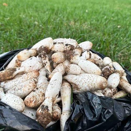 ChampignonsSamen,pilzzucht,gartenwinterhart mehrjährig zimmer,winterhart draußen winterhartefür garten winterharte kübelhochbeete für 50pcs