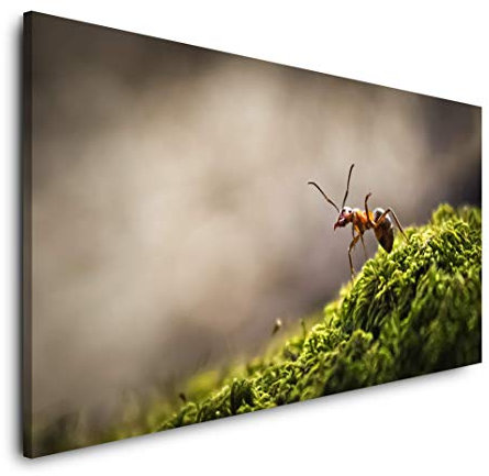 Wald mit Ameise 120x 60cm Panorama Leinwand Bild XXL Format Wandbilder Wohnzimmer Wohnung Deko Kunstdrucke