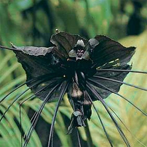 Plant World Seeds - Tacca Chantrieri Seeds (Tropical and Conservatory Seeds)