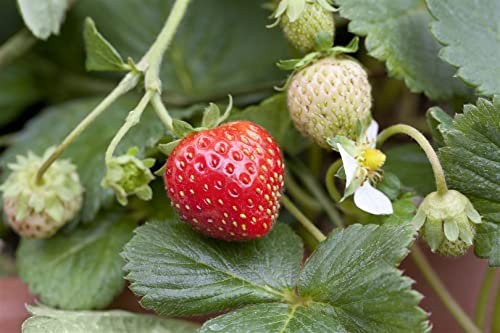 Fragaria x ananassa 'Mieze Schindler' 9x9 cm Topf – Winterhart, Mehrjährig, Pflegeleicht – Erdbeere – Obstpflanze für Beet & Kübel