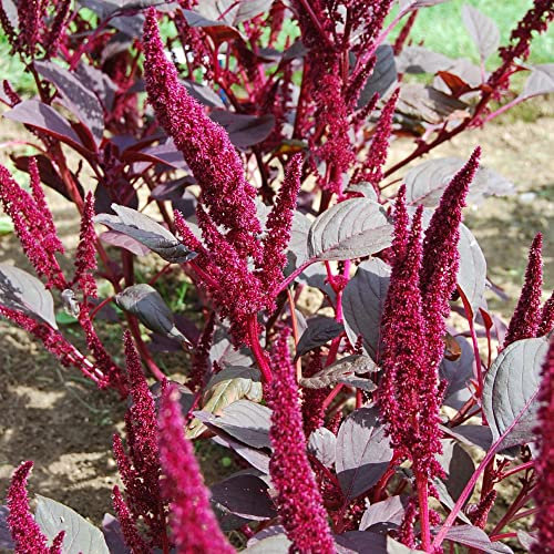 Amaranthus Seeds 'Marvel Bronze' paniculatus cruentus Purple Amaranth Prince's Feather Half-Hardy Annual Easy to Grow Your Own Outdoor Garden Flower Plants (Approx. 500 Seeds) by Thompson and Morgan