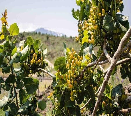 5pcs of Pistachio Tree Seeds