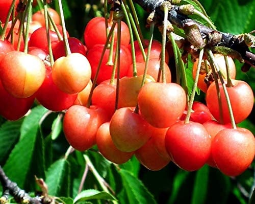 Dwarf Patio Napolean Cherry Fruit Tree 3-4ft Supplied in a 5 Litre Pot by DirectPlants™