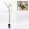 Olivo Picual - Plantón de 1 metro - Ideal para Elaborar Aceite de Oliva Virgen Extra - Planta Viva (1 unidad)