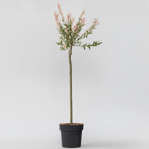Plant in a Box - Árbol flamenco - Salix integra 'Flamingo' - Altura 90-110cm - Maceta 19cm - Planta de jardín - Resistente al frío