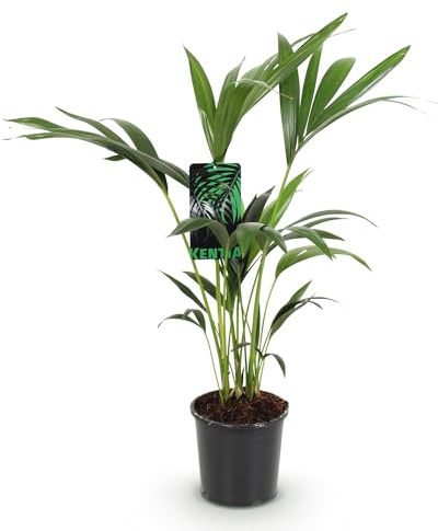 Howea Forsteriana – Palma Kentia – 70 – 75 cm – 17 cm – Palma da interno facile da pulire con eleganti frantumi, pianta verde tropicale e purificante dell'aria per interni moderni