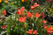 Portal Cool Autunno bulbi di tulipano linifolia - confezione da 10 botanico Tulip Bulbs (Nano)