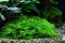 AquaOne Aquarium Pflanze In Vitro 2 Stück Moos Taxiphyllum 'Spiky' Wasserpflanze 1-2-Grow Aquariumpflanzen Set Moose Becher Labor-Aquarienpflanzen