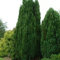 15 semi di cipresso di Lawson Chamaecyparis:Seeds Only