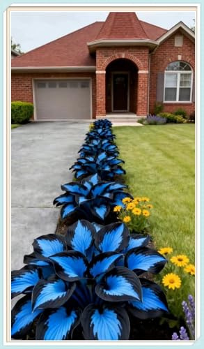 Resistente al Frío, Rizoma de Hosta -Rizoma de Hosta - Ideal para Jardines de España-2 Rizoma-G