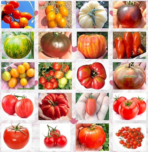 200 Tomatensamen in 20 Sorten gut und ernährend + Guide: PRINCIPE BORGHESE ROT UND GELB, WHITE BEAUTY, SCHWARZ CRIMEA, RAINBOW, GREEN ZEBRA, INDIGO ROSE, GALAPAGOS, GIANTE, DATTERINO, MONEYMAKER etc