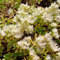 tapis blanc de sedum 157 graines inhabituelles fleurs blanches, un must have