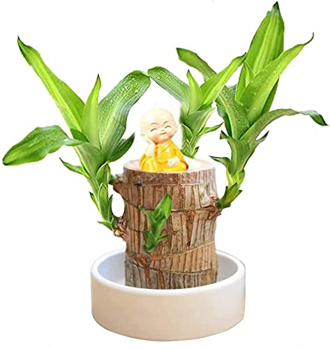 Goniome Mini planta de madera de la suerte de Brasil, planta hidropónica en maceta, planta de escritorio para interiores y oficinas para purificar el aire interior (madera brasileña + monje 1)