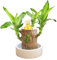 Goniome Mini planta de madera de la suerte de Brasil, planta hidropónica en maceta, planta de escritorio para interiores y oficinas para purificar el aire interior (madera brasileña + monje 1)