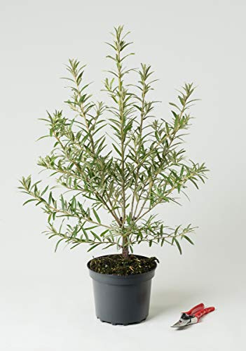 Sanddorn, weiblich, Leikora - Hippophae rhamnoides Leikora 60-100 cm hoch - Garten von Ehren