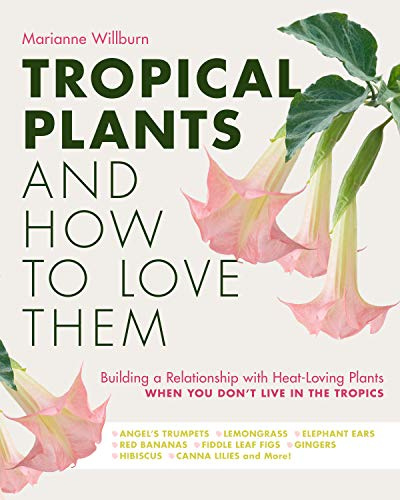 Tropical Plants and How to Love Them: Building a Relationship with Heat-Loving Plants When You Don't Live In The Tropics - Angel's Trumpets – Lemongrass ... Gingers – Hibiscus – Canna Lilies and More!