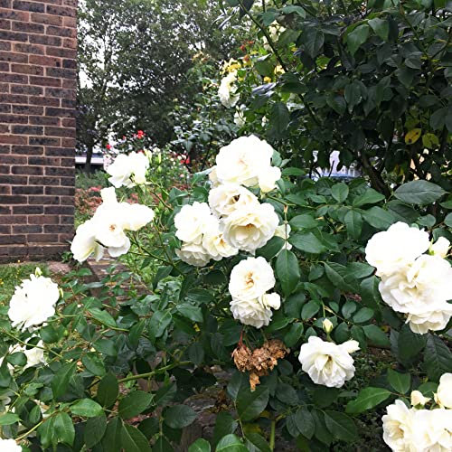 2 x White Floribunda 'Iceberg' Rose Bushes (Bare Root) Free UK Postage