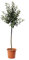 KENTIS - Pommier - Malus Domestica - Vraies Plantes d'Extérieur - Arbre Fruitier de Jardin d'Ornement - Pot de Culture Ø 28 cm