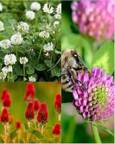 1kg Clover Seeds Mix 3 for Lawn Garden Green Manure White Red Cirmson Wildlfower 1kg