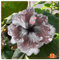 Hibiskus in seltenen Farben, winterharte Staude, hochwertige Zwiebeln. Geeignet für Garten- und Innendekoration, schöne Blumen-1 zwiebel-G