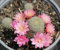 Semillas de flores de cactus gigantes para cultivar rosas