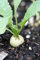 SEED Radis, grêlon BLANC, Heirloom, BIO, NON OGM, 500 graines, RADIS