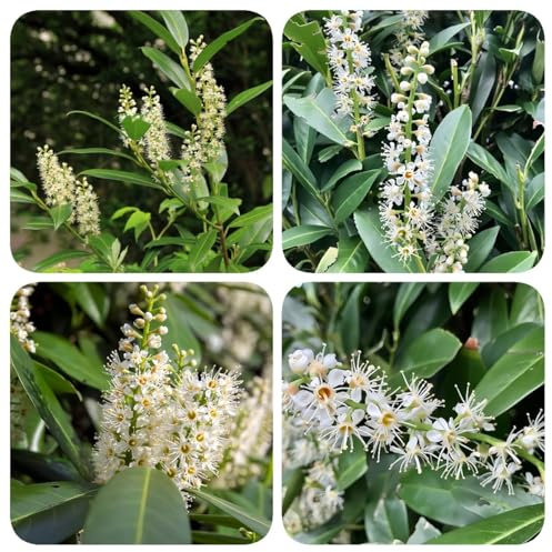 200 piezas Semillas de plantas de laurel cerezo. semillas de flores arbustos de balcón Prunus laurocerasus Flores de otoño, plantas en macetas resistentes y extremadamente resistentes.