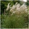 1 x Miscanthus sinensis 'Graziella' im 1 Liter Topf (Ziergras/Gräser/Winterhart/Mehrjährig/Staude) Chinaschilf - Eine elegante Wahl für strukturstarke Akzente - von Stauden Gänge