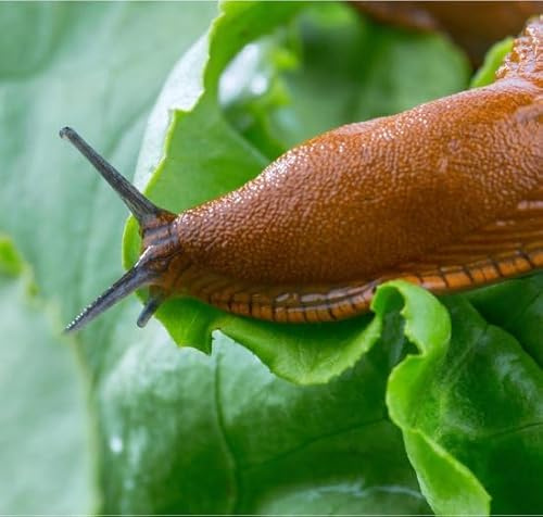 ferrarium Nematodi contro lumache 20m2 lotta contro le lumache - 6 milioni di nematodi