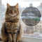 MORPAN Red para Gatos,Transparente 8x3m y Juguete de Regalo, Kit con Ganchos con Adhesivo 3M o Tacos a Pared,Red de Proteccion en Balcones, Terrazas y Ventanas, Malla Protectora, Red Gatos Ventana.