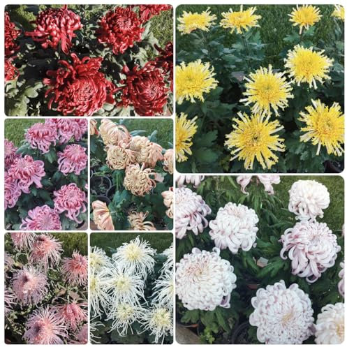 semillas de crisantemo, Plantas resistentes en macetas, de rápido crecimiento. de semillas de flores, plantas para exterior. Cultive semillas, plante resistentes en el exterior 350pcs