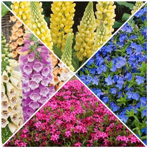 4 Mixed Alpine Shrubs, Flowers, Plants. Stunning Display of Colour. 1Ltr Pots