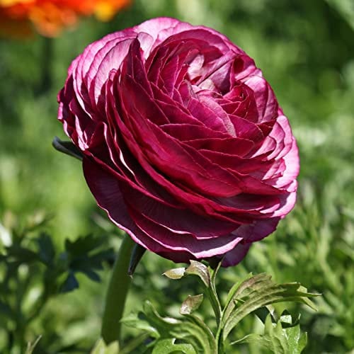 Ranunkeln Zwiebeln, Ranunkel Knollen, Winterhart Ranunkel BlüTen,Viel Sonnenschein, Gefüllte Blüten Anunkeln Zwiebeln, Blumenzwiebeln MehrjäHrig, 5zwiebeln-H