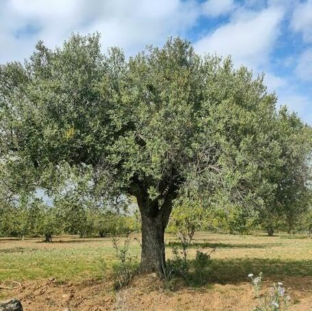 50pcs Green Olive Tree Seeds