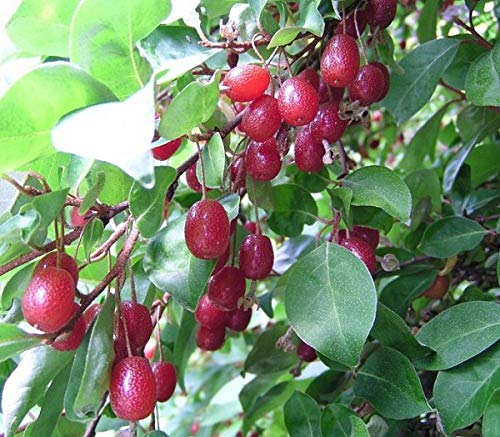 Essbare Ölweide, Eleagnus multiflora, mehtriebiger Strauch, 60-80cm im Topf