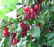 Essbare Ölweide, Eleagnus multiflora, mehtriebiger Strauch, 60-80cm im Topf