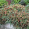 Cotoneaster Horizontalis blühender winterharter Gartenshrub (inkl. Topf)