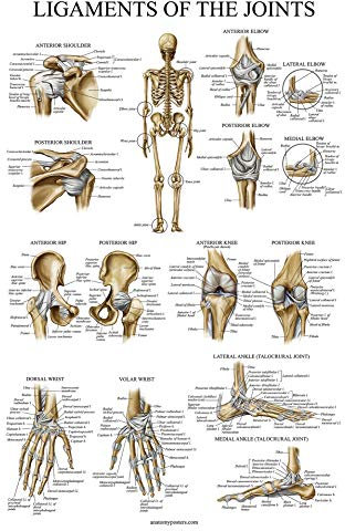 Palace Learning Anatomisches Poster Bänder der Gelenke, laminiert, Band-Anatomie-Tabelle, 45,7 x 61 cm
