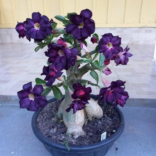 Rosa Del Deserto, Pianta Viva - Fiori Vivaci - Perenne Resistente - Pianta D'Appartamento Di Base - Adatta Per Giardini Domestici E Decorazioni D'Interni-1 bulbi-G