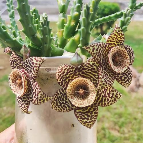 StapeliaSamen - zimmerpflanzen Orbea pulchella - sukkulenten blumensamen seltene garten alte sorten büropflanzen 10pcs