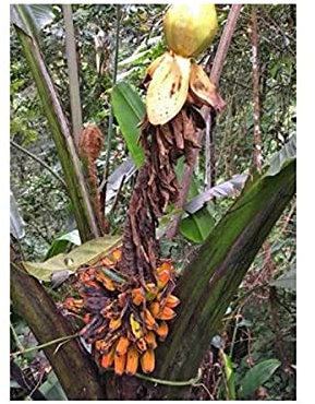 Stk - 5x Musa arfakiana Bulada Banane Garten Pflanzen - Samen ID308 - Seeds & Plants Shop by Ipsa