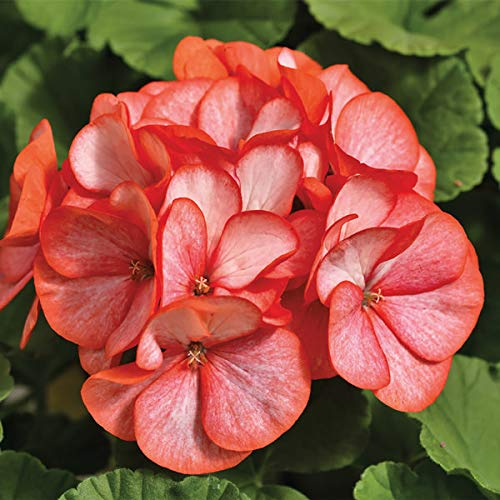 Huifang Fresh 200pcs Geranien Blumensamen zum Pflanzen orange weiß