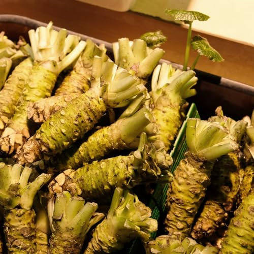 200 pcs Wasabi Pflanze Samen heilkräuter, plants Wasabia japonica - Wasabi Pflanze pflanzensamen gemüse, samen balkon gemüsepflanzen nachhaltige geschenke wintergemüse pflanzen kaufen