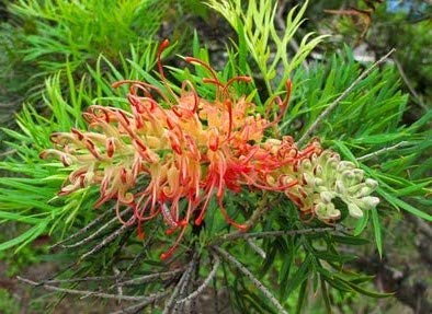 Grevillea robusta Australische Silbereiche 20 Samen Bonsai geeignet
