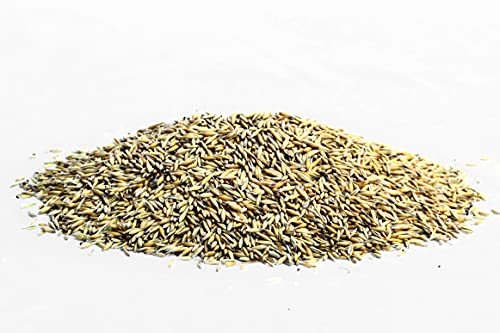 Gebrüder Goller Hafer Ganzes Korn 25kg - Futterhafer als Pferdefutter ungeschält für Pferd und Pony/Kraftfutter Pferd für mehr Energie - mehrfach gesiebt & staubarm - direkt vom Hof