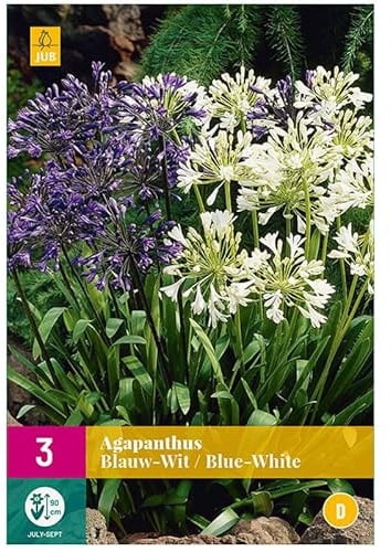 3 AGAPANTHUS BLEU/BLANC