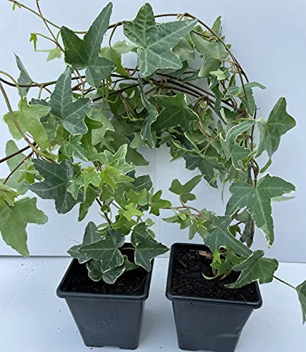 gks Trailing Ivy Hedera Helix Ivy Evergreen Shrub 2 Plants (White EDG Leaves)